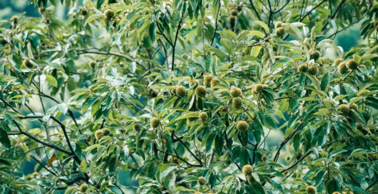 余姚农作物栗子板栗零食小吃农村采摘毛栗植物