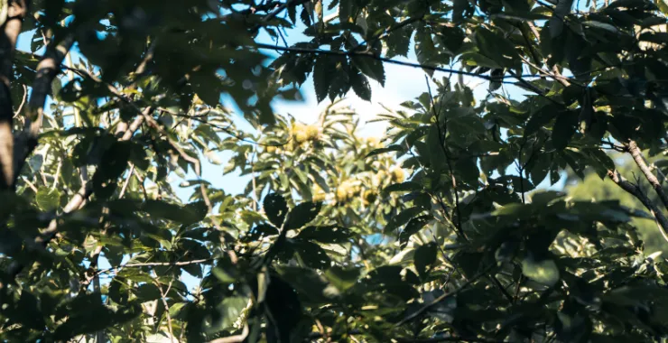 余姚农作物栗子板栗零食小吃农村采摘毛栗植物