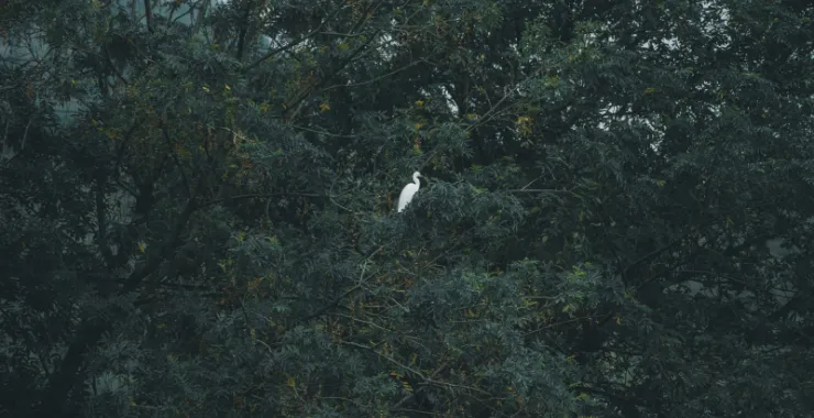 余姚白鹭大树鸟类栖息