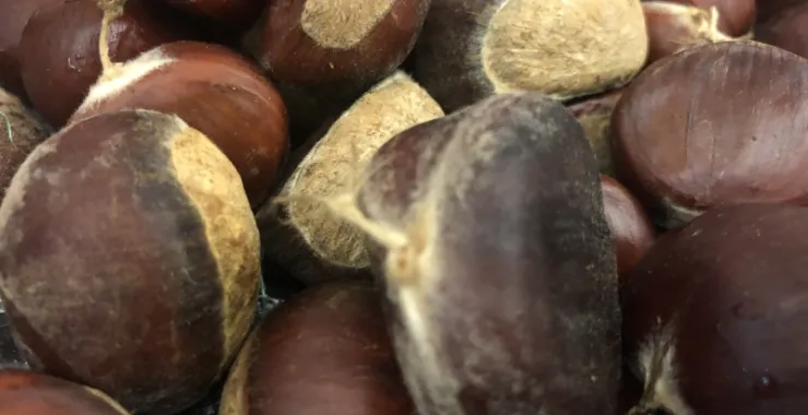 秋季栗子板栗采摘美食