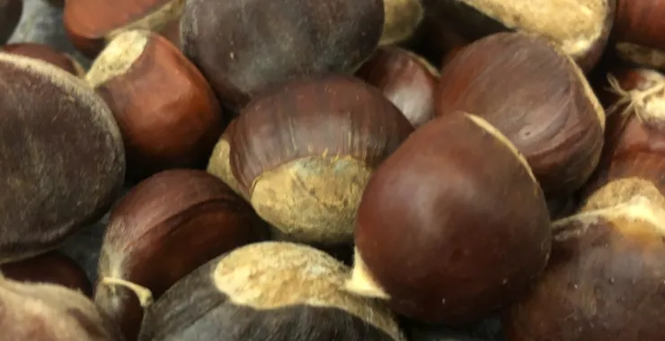 采摘秋季栗子板栗美食