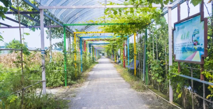 余姚临山戚海庄园种植树木走廊