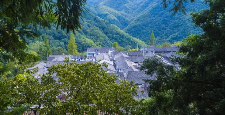  余姚大岚秋季应季水果柿子树新鲜美食屋顶瓦片农村