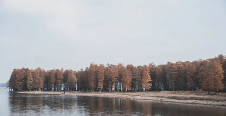 余姚四明湖红杉林美景唯美朦胧湖水
