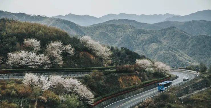 余姚山间道路山路桃花樱花油菜花公交车大山城乡公交