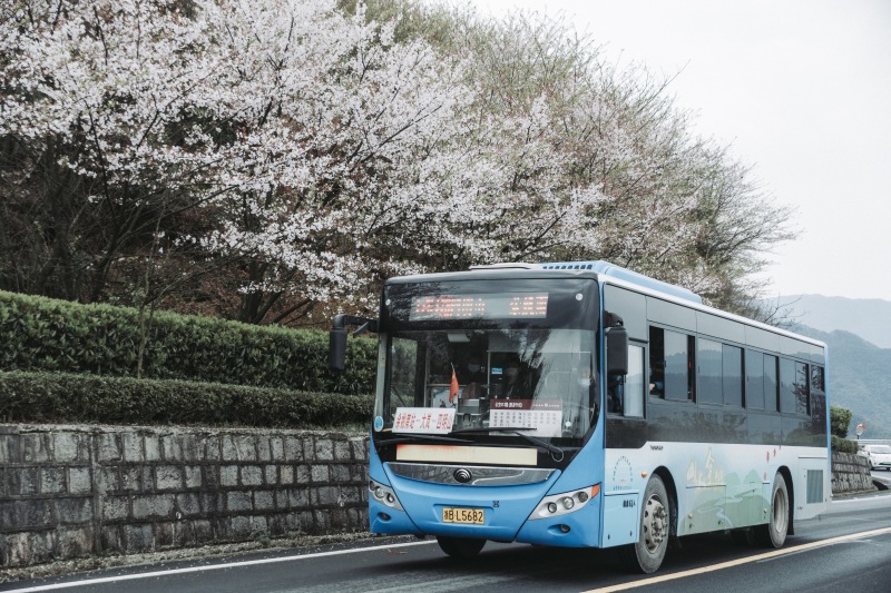 余姚山间道路山路桃花樱花油菜花公交车大山城乡公交
