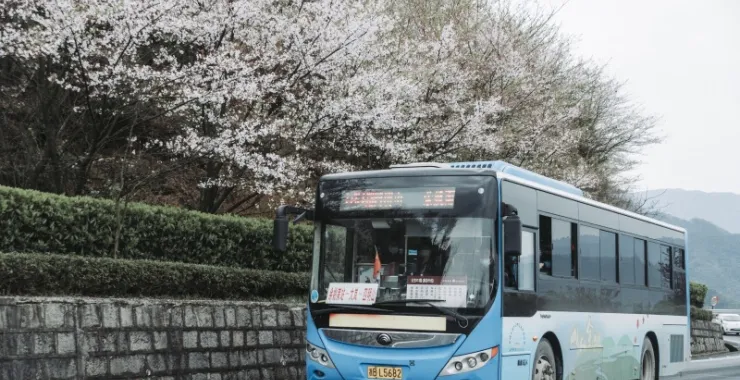 余姚山间道路山路桃花樱花油菜花公交车大山城乡公交