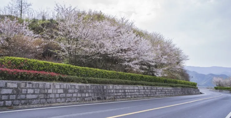 余姚山间道路山路桃花樱花油菜花公交车大山城乡公交