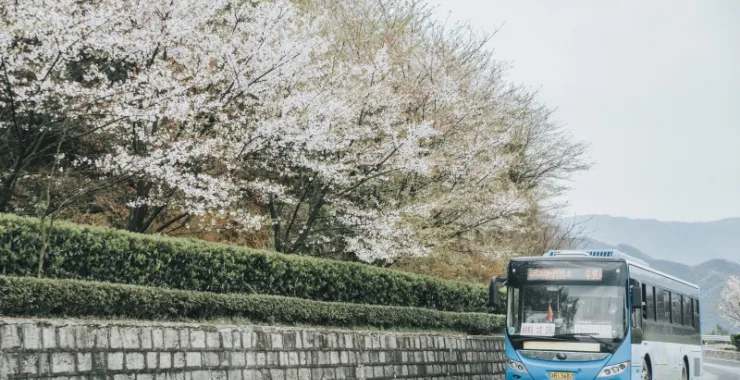 余姚山间道路山路桃花樱花油菜花公交车大山城乡公交