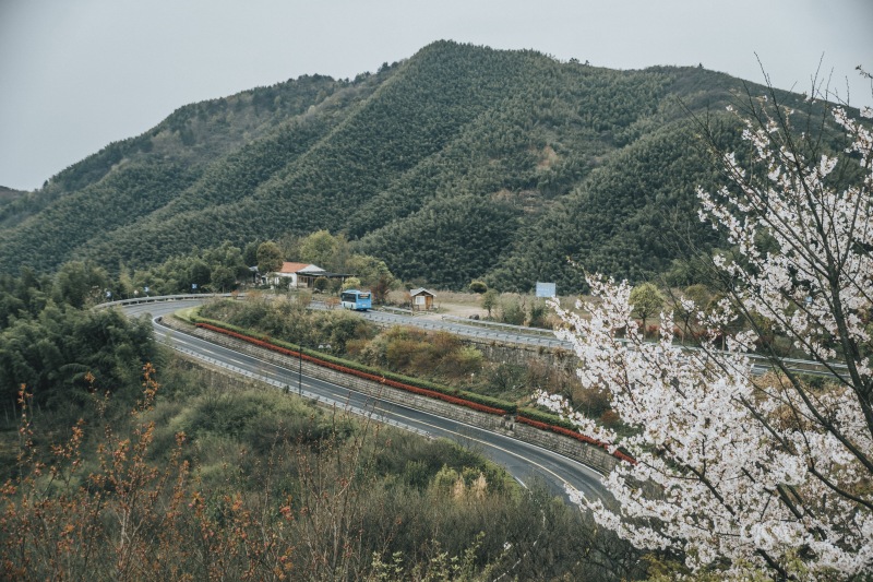 余姚山间道路山路桃花樱花油菜花公交车大山城乡公交