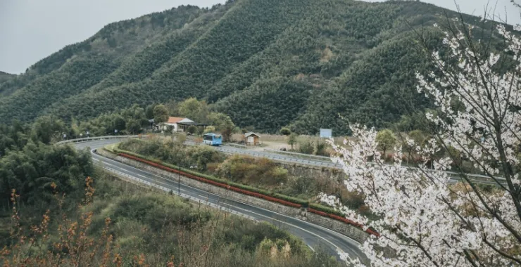 余姚山间道路山路桃花樱花油菜花公交车大山城乡公交