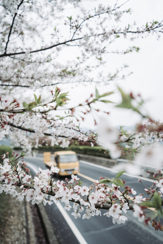 余姚山间道路山路桃花樱花油菜花汽车大山城乡公交