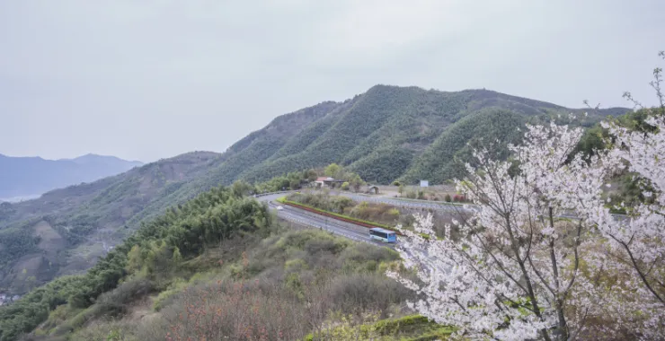 余姚山间道路山路桃花樱花油菜花公交车大山城乡公交
