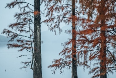 SimilarPics