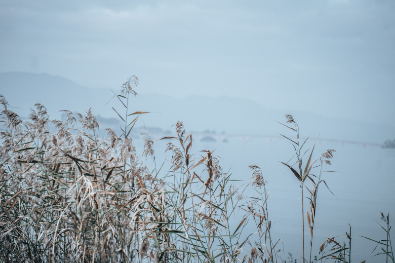 余姚四明湖红杉林美景唯美朦胧湖水