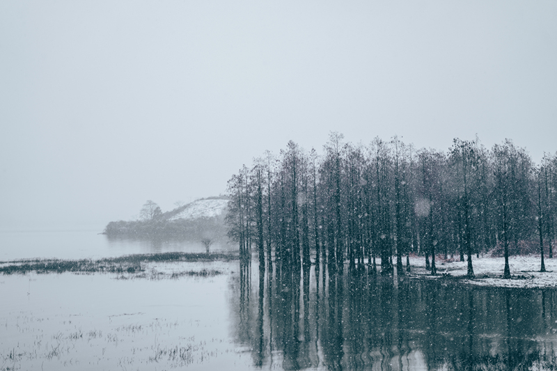 余姚冬天下雪雪景四明湖红杉林冰霜雪花寒冷结冰美景唯美朦胧湖水