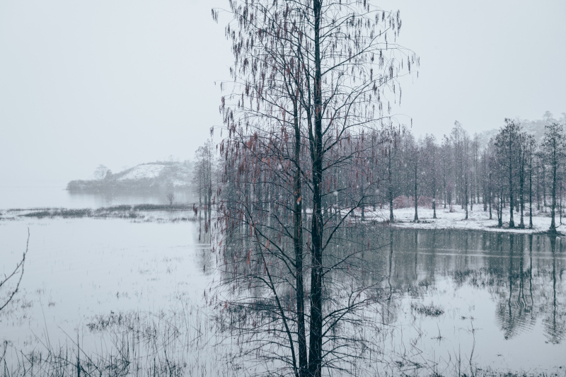 余姚冬天下雪雪景四明湖红杉林冰霜雪花寒冷结冰美景唯美朦胧湖水