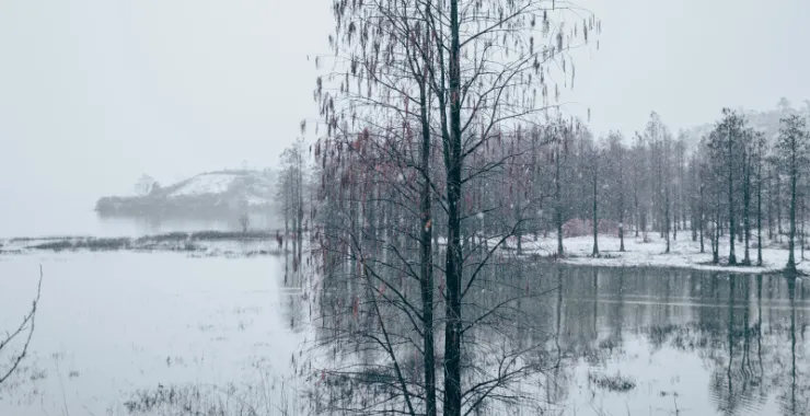 余姚冬天下雪雪景四明湖红杉林冰霜雪花寒冷结冰美景唯美朦胧湖水