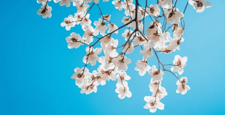 余姚蓝天白云鲜花桃花玉兰花春色春天仿真花花卉植物春游踏春公园