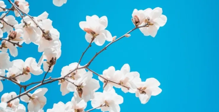 余姚蓝天白云鲜花桃花玉兰花春色春天仿真花花卉植物春游踏春公园