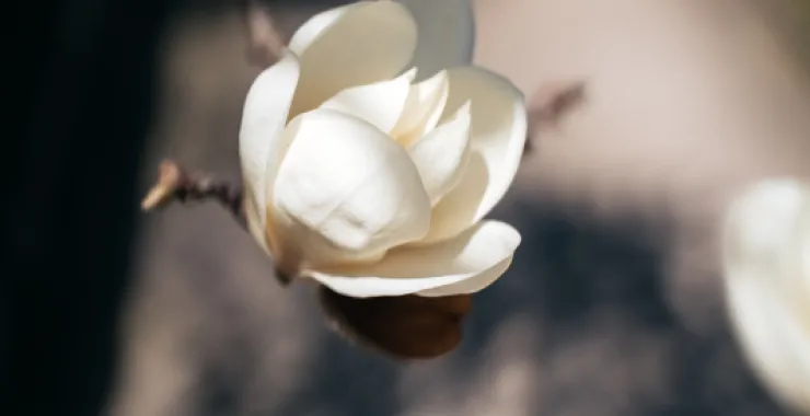 余姚鲜花桃花玉兰花春色春天仿真花花卉植物春游踏春公园
