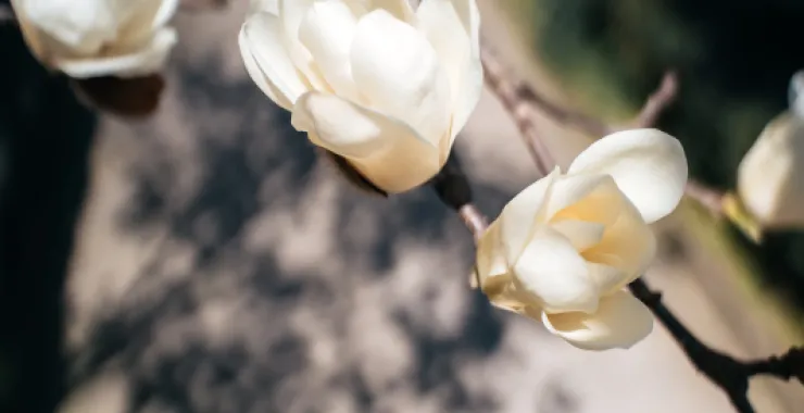 余姚鲜花桃花玉兰花春色春天仿真花花卉植物春游踏春公园
