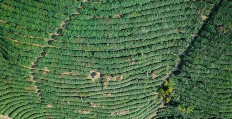 余姚大岚雅庄山地绿色山间植物茶叶农作物