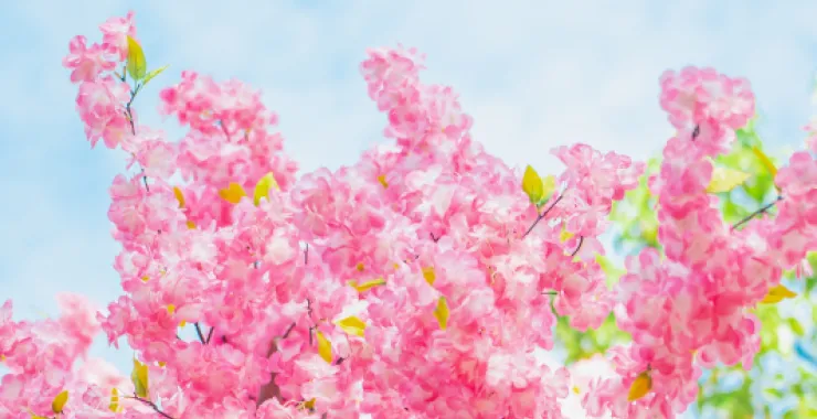 蓝天白云鲜花桃花春色春天仿真花红花花卉植物春游踏春公园