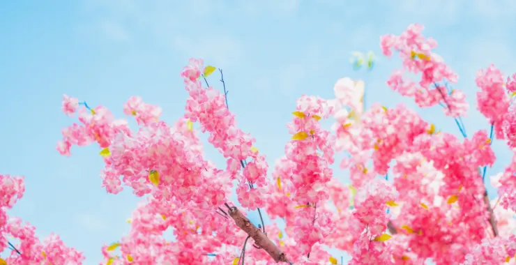 蓝天白云鲜花桃花春色春天仿真花红花花卉植物春游踏春公园