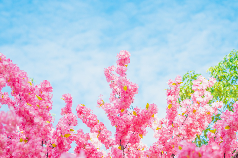 蓝天白云鲜花桃花春色春天仿真花红花花卉植物春游踏春公园