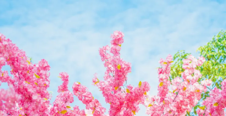 蓝天白云鲜花桃花春色春天仿真花红花花卉植物春游踏春公园