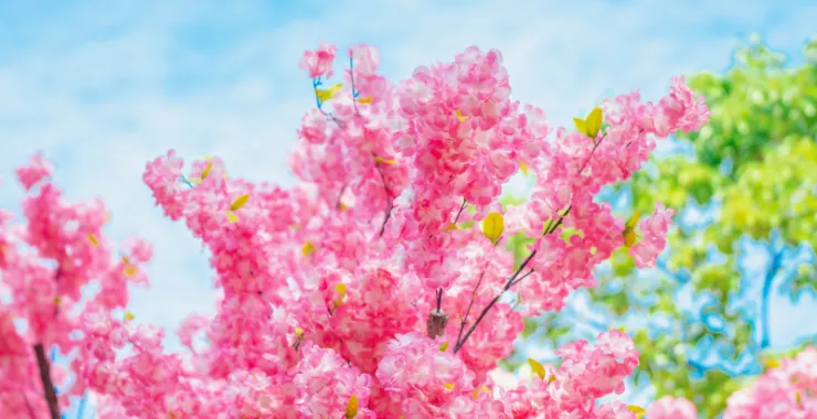 蓝天白云鲜花桃花春色春天仿真花红花花卉植物春游踏春公园