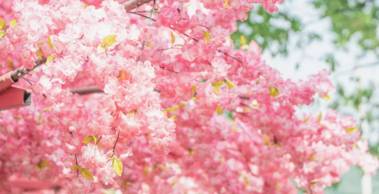 蓝天白云鲜花桃花春色春天仿真花红花花卉植物春游踏春公园