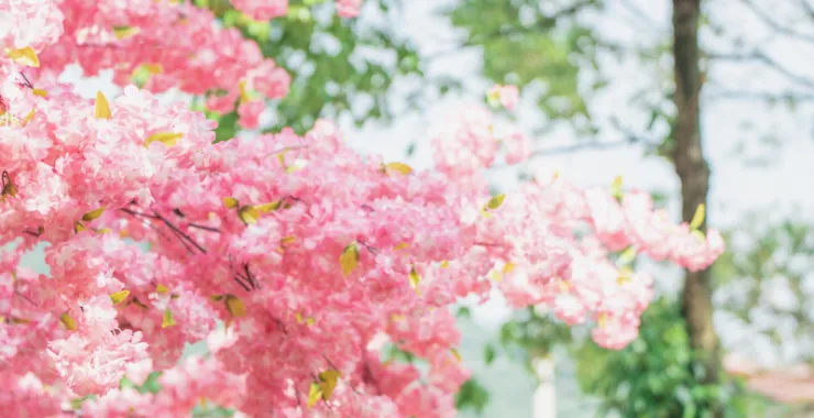 蓝天白云鲜花桃花春色春天仿真花红花花卉植物春游踏春公园