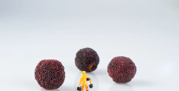 余姚杨梅摆拍特产当季美食