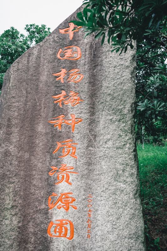 中国杨梅种质资源圃石碑