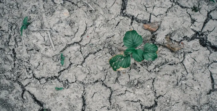 余姚干旱少雨缺水农作物植物干瘪田地田野庄稼土地干裂
