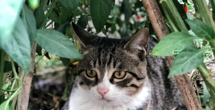 宠物动物中华田园猫家猫