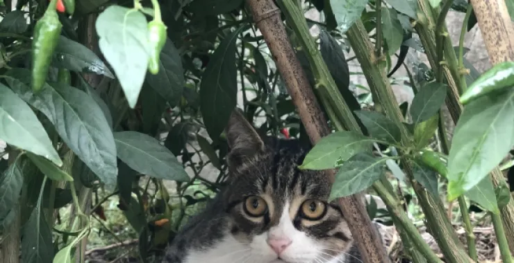 中华田园猫家猫宠物动物
