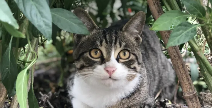 家猫宠物动物中华田园猫