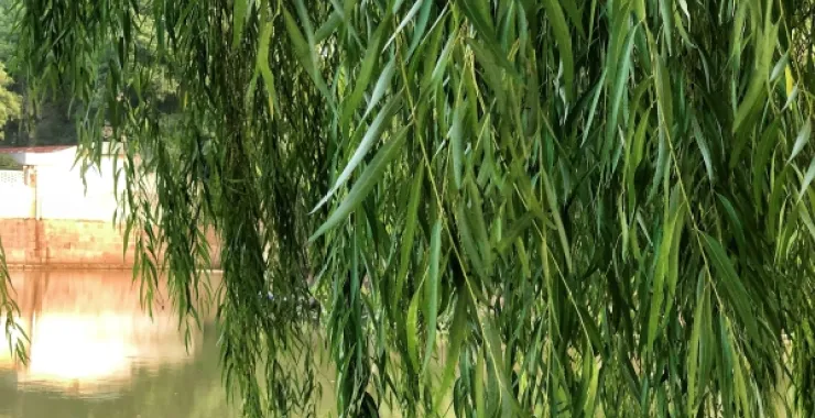 绿化绿色植物公园垂柳春天柳树