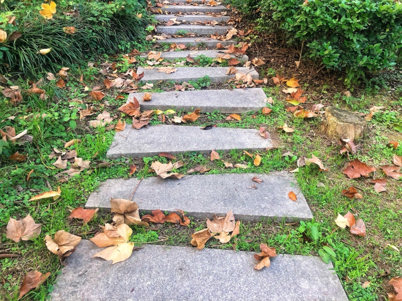 秋天公园石板路落叶树叶