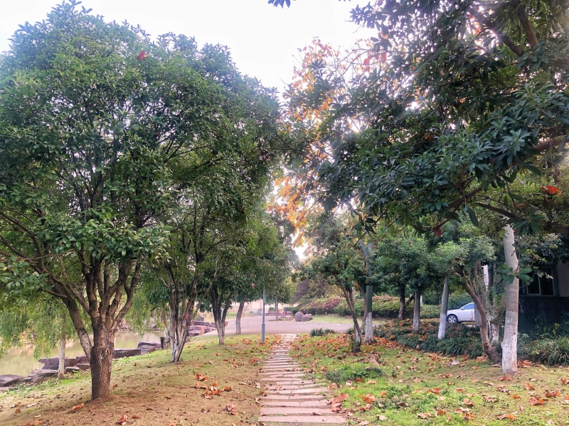 绿色植物石板路公园树木