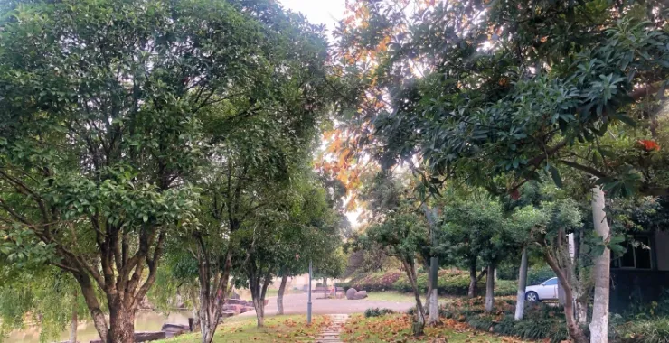 绿色植物石板路公园树木
