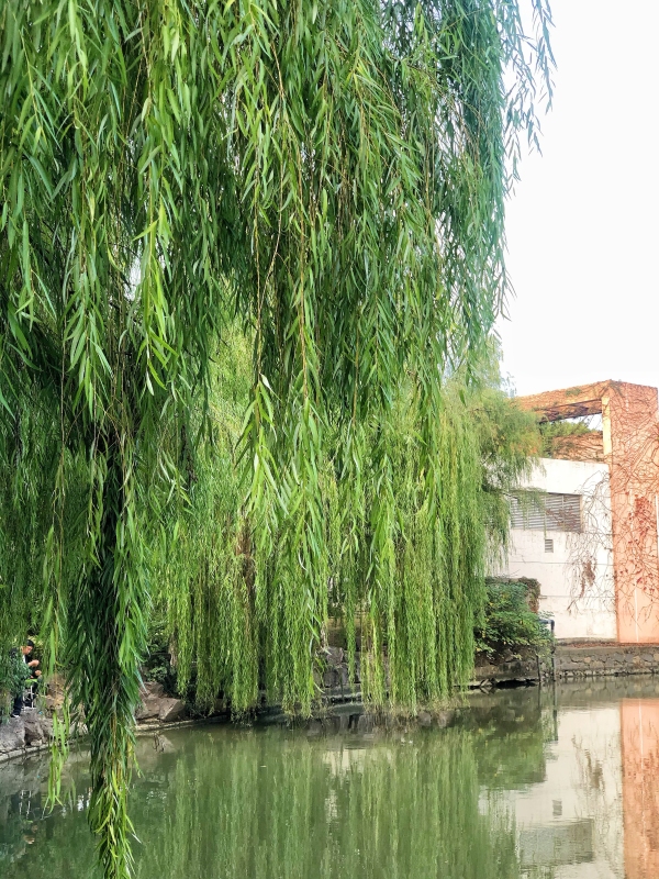 植物公园春天垂柳柳树绿色