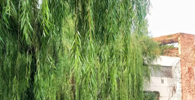 植物公园春天垂柳柳树绿色
