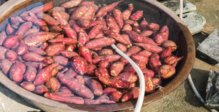 余姚四明山大岚制作清洗特色美食烘烤番薯枣子美食