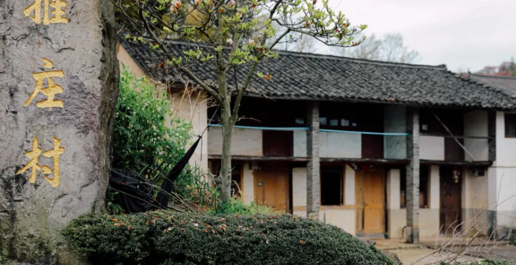 余姚大岚雅庄古宅网红樱花树