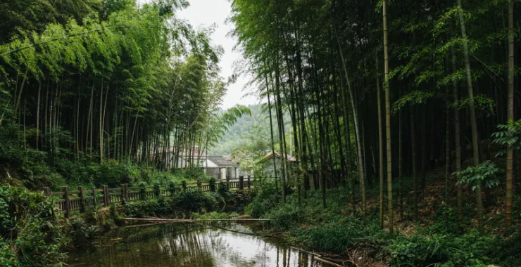 余姚三七市竹林毛竹蓝天青山绿水
