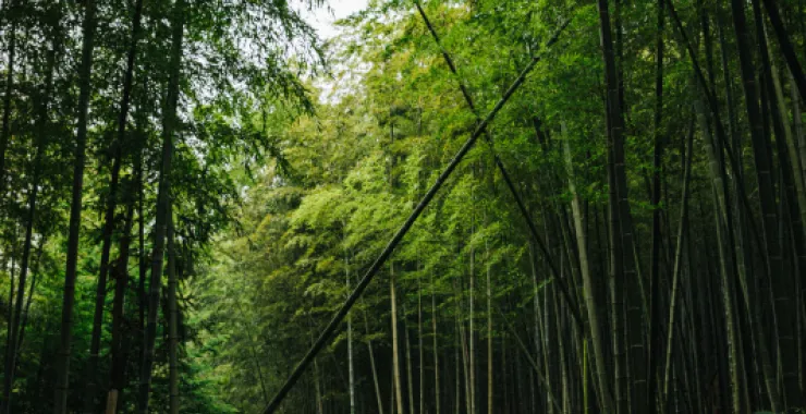 余姚三七市竹林毛竹蓝天青山绿水
